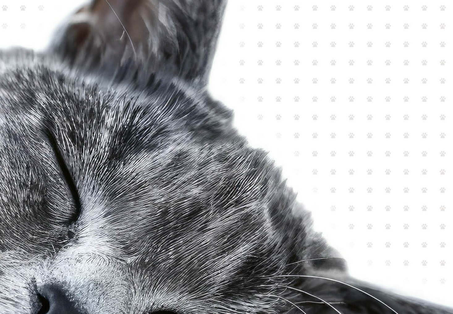 Schreibtischunterlage Kinder - Katzen - Konferenz - 60 x 40 Schreibtischunterlage Kinder - Katzen - Konferenz - 60 x 40